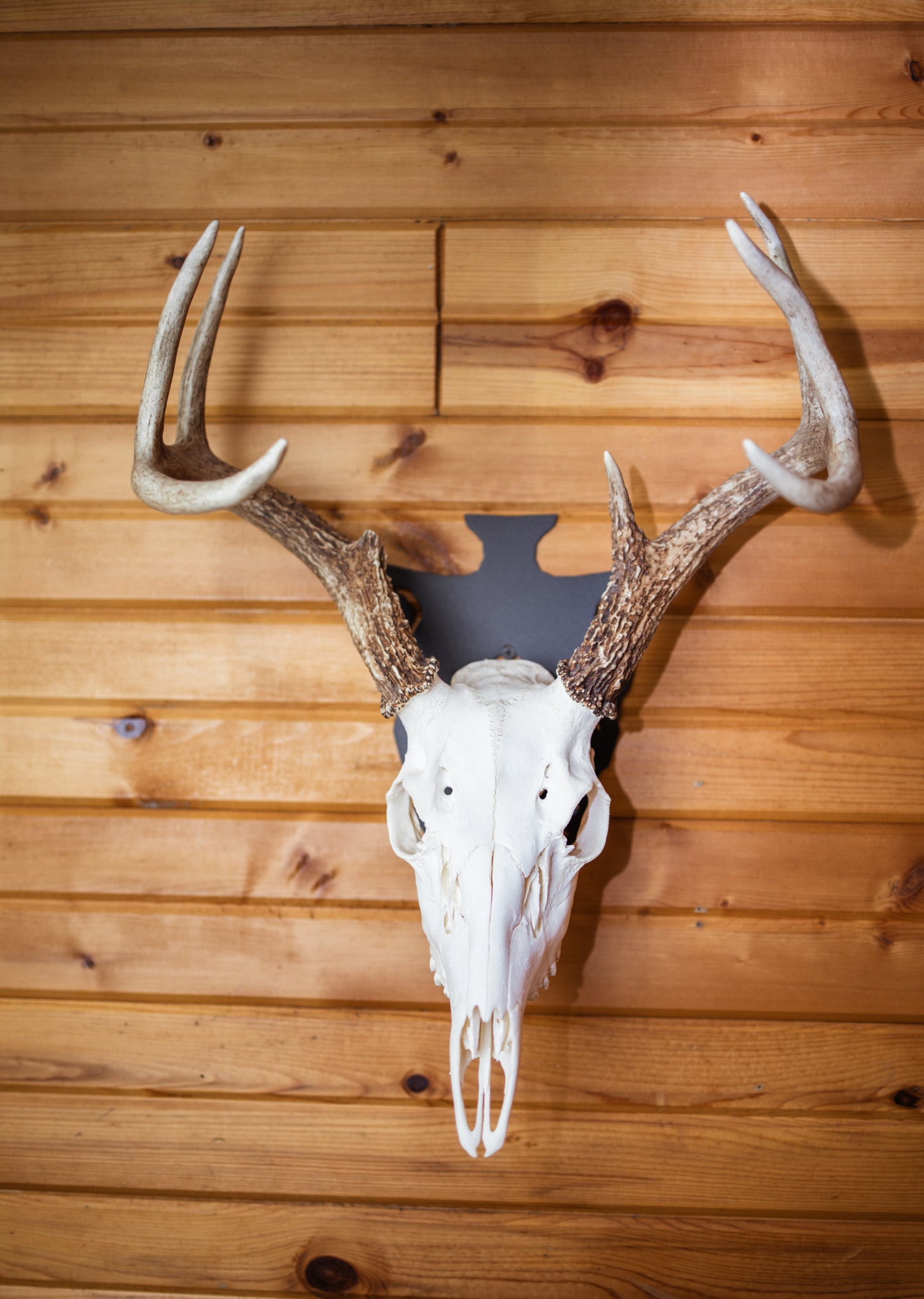 Arrow Head European Skull Mount Hanger