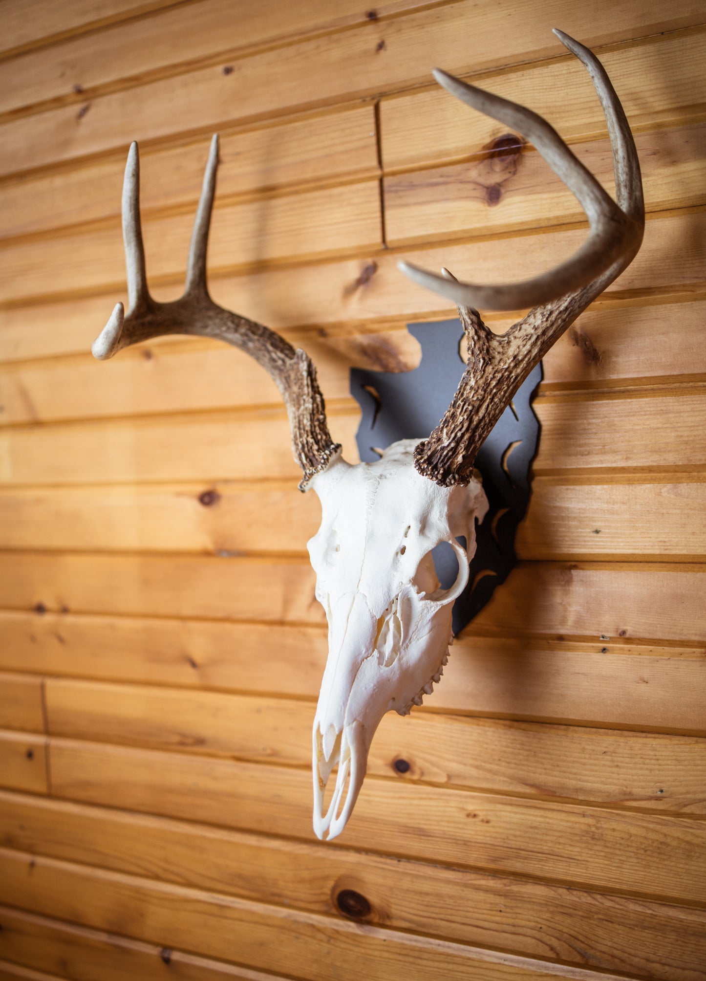 Arrow Head European Skull Mount Hanger