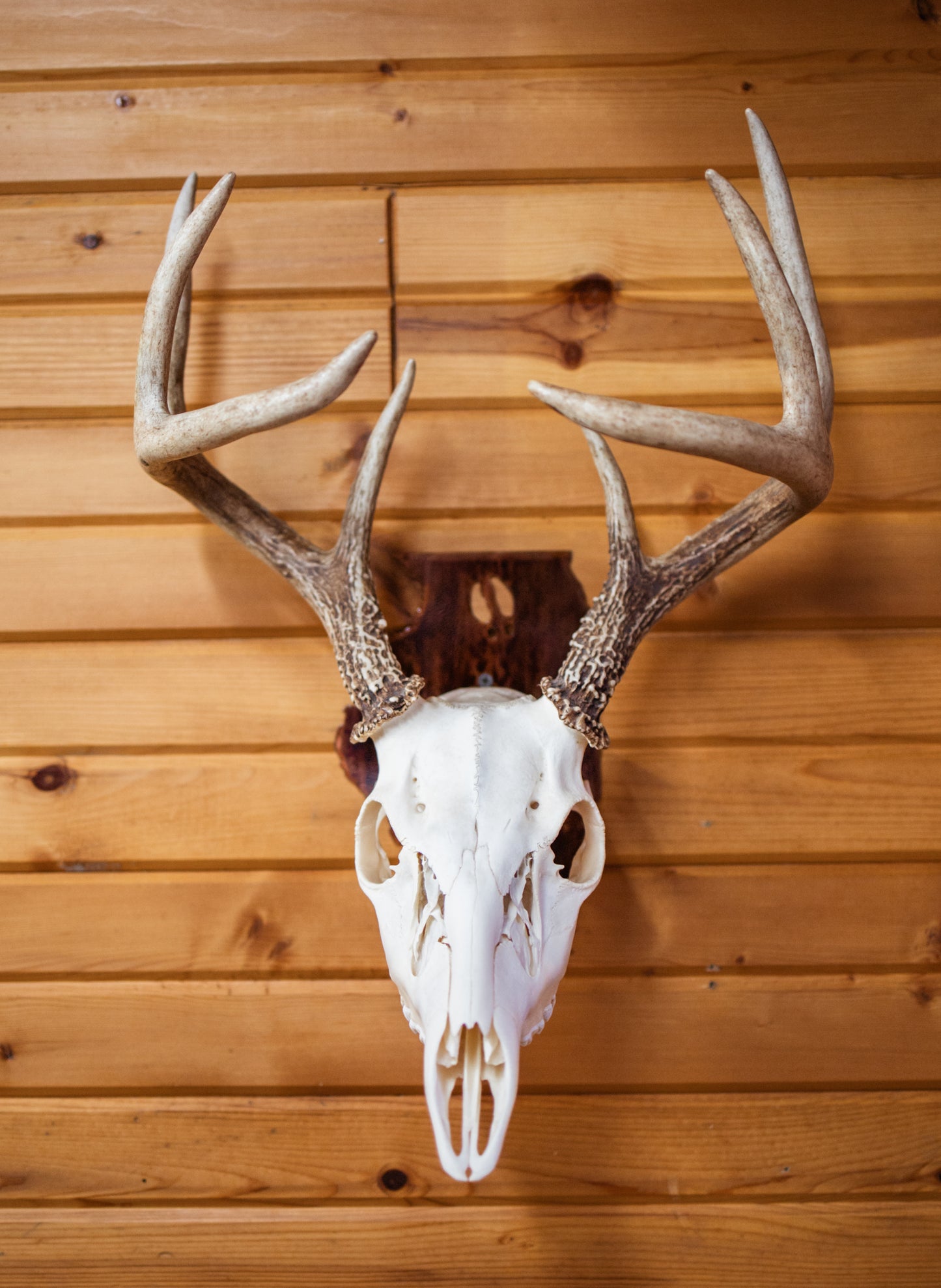 Illinois European Skull Mount Hanger