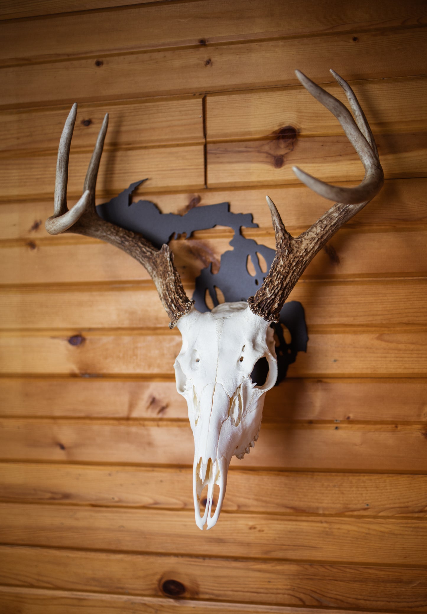 Michigan with UP European Skull Mount Hanger