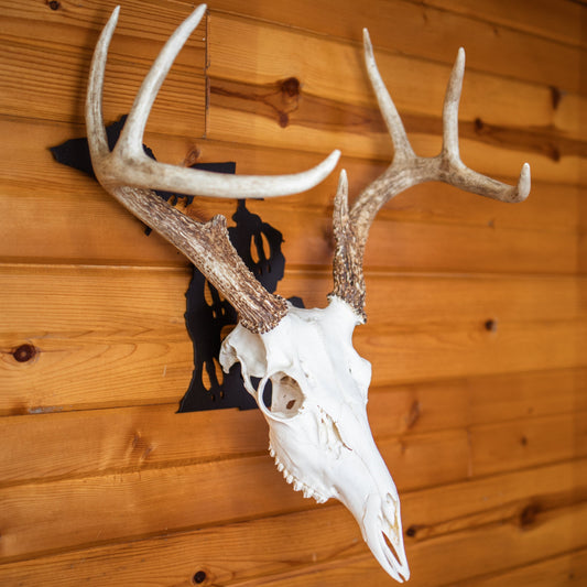 Michigan with UP European Skull Mount Hanger