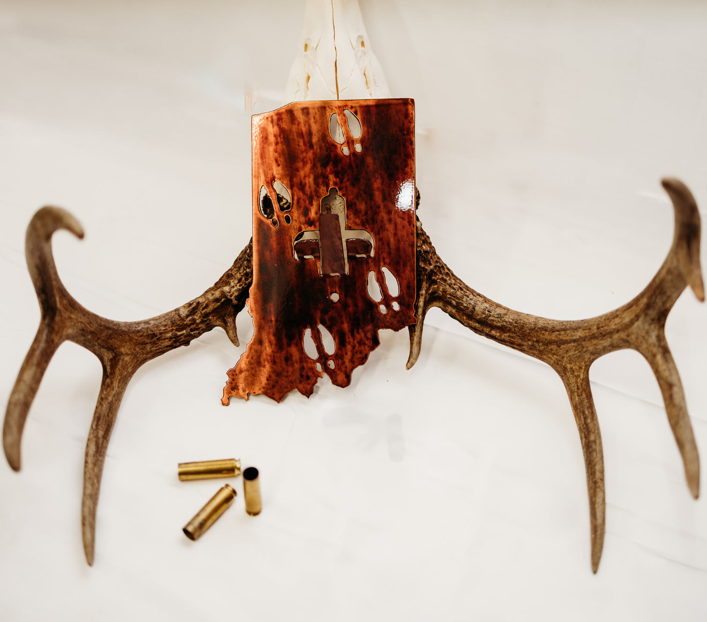 Indiana European Skull Mount