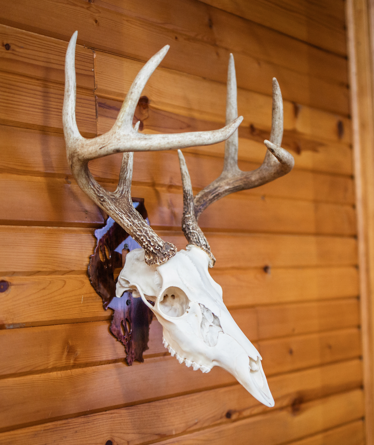 Illinois European Skull Mount Hanger
