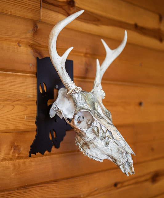 Indiana European Skull Mount