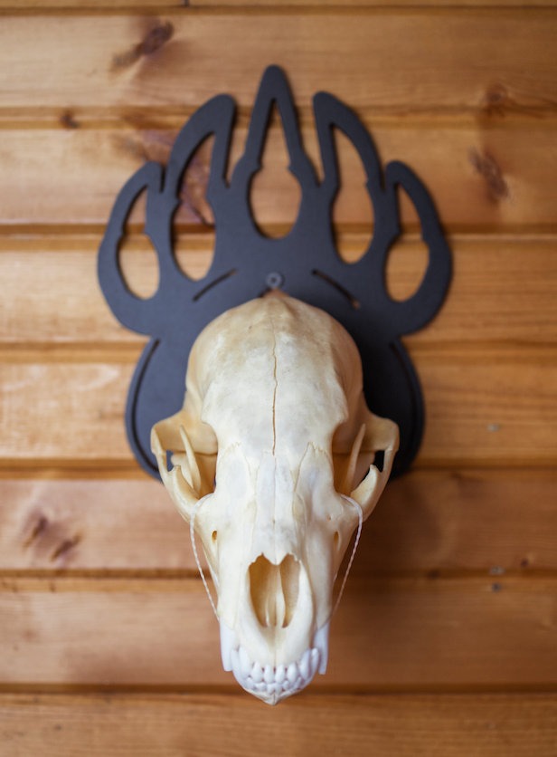 Bear European Skull Mount Hanger