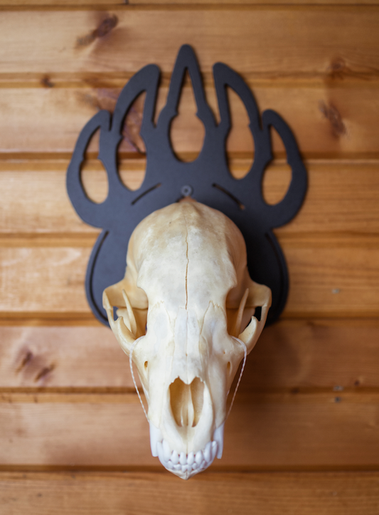 Bear European Skull Mount Hanger
