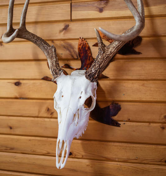Goose Flying European Skull Mount Hanger